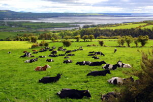 Relaxing cows in southern Ireland and Atlantic coastline