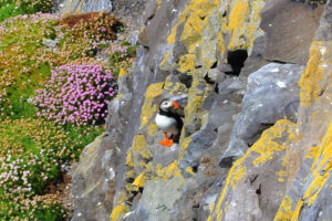 Puffins and many other seabirds are seen in Ireland nature reserves on Inroads Ireland tours