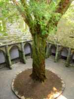 Ruined friary with very old yew tree while off the beaten path with Inroads Ireland Tours