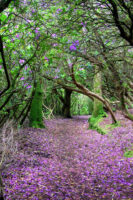 An Irish nature preserve with a colorful rhododendron forest on the Go South tour